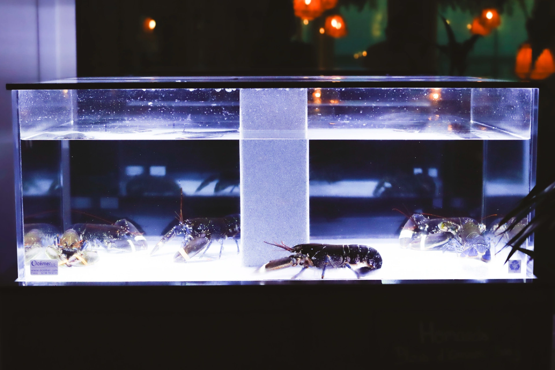 Lobster tank image